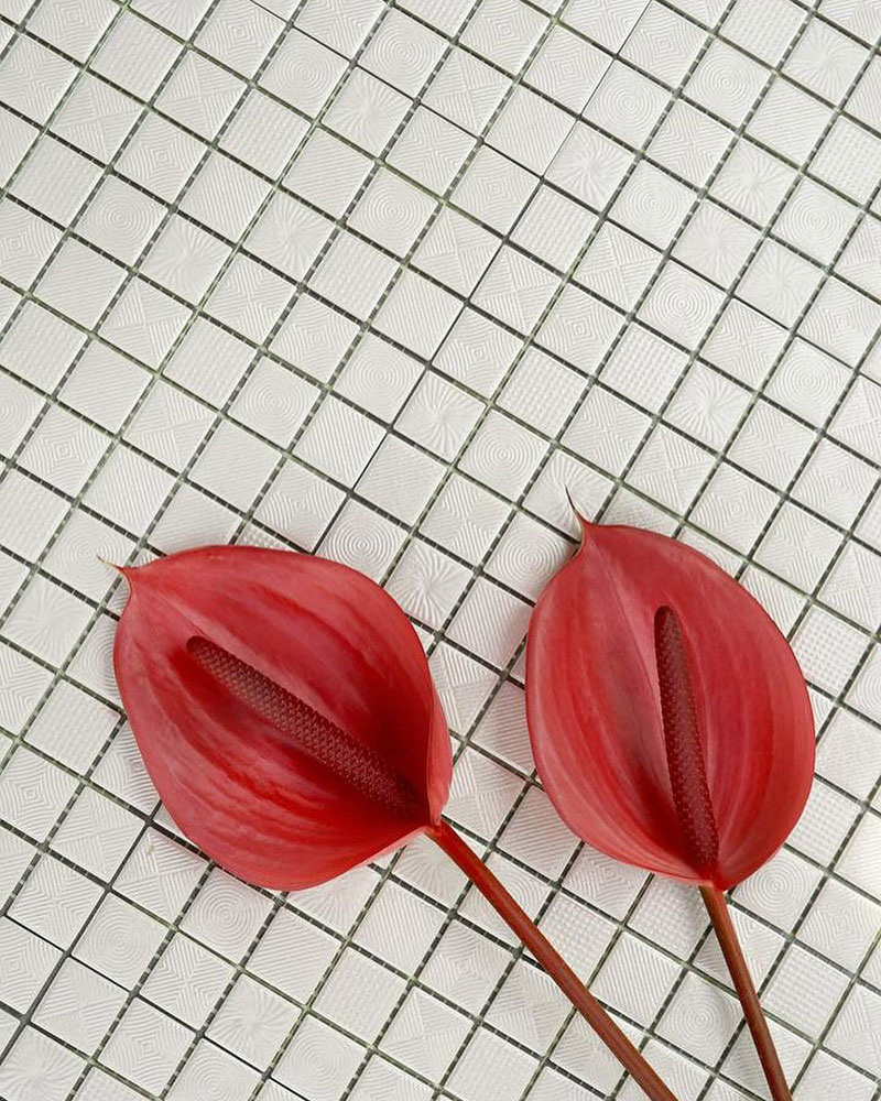 سرامیک سولو سفید البرز ۲.۵*۲.۵ پرسلان مات